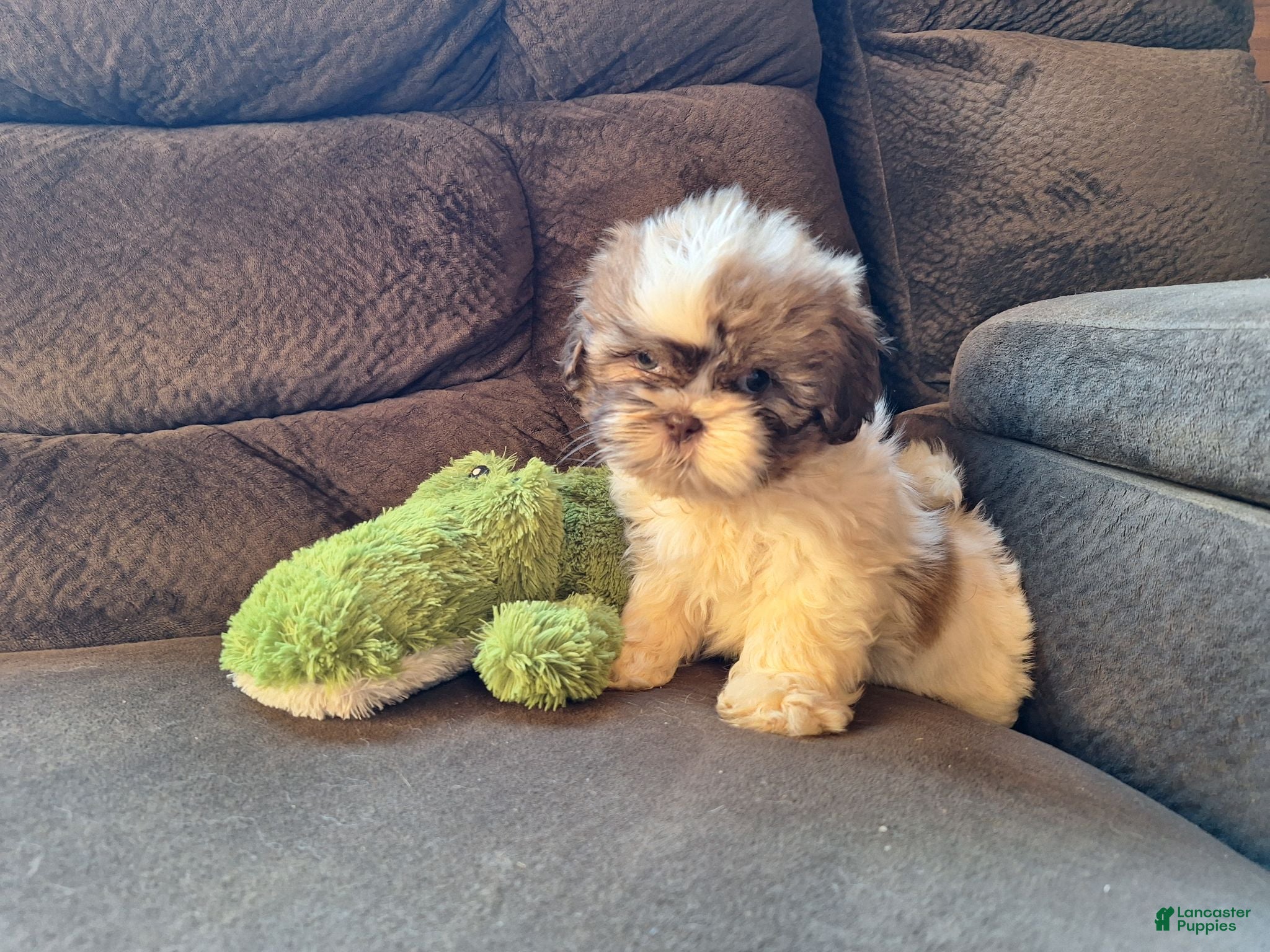 Teddy Bear dogs for sale: Rocky - Ad 1