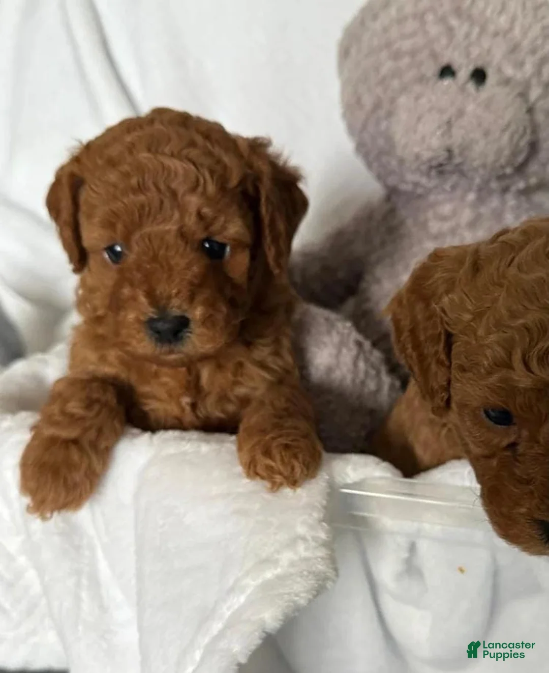Cavapoo dogs for sale: Cavapoo Puppy 3 - Ad 1