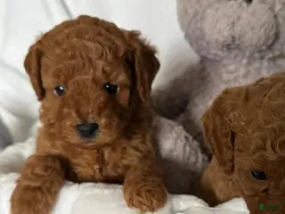 Cavapoo dogs Cavapoo Puppy 3 - Ad 27