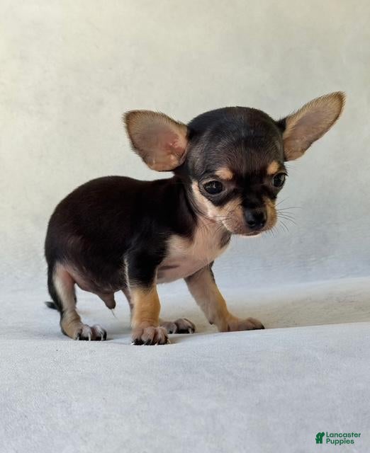 Chihuahua dogs Chihuahua 1 - Ad 28