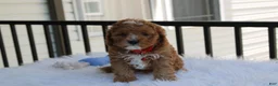Cavapoo dogs for sale: Lenny  - Ad 8