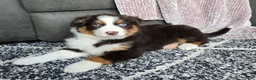 Australian Shepherd dogs for sale: Einstein  - Ad 10