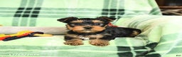 Yorkshire Terrier dogs for sale: Domino - Ad 4