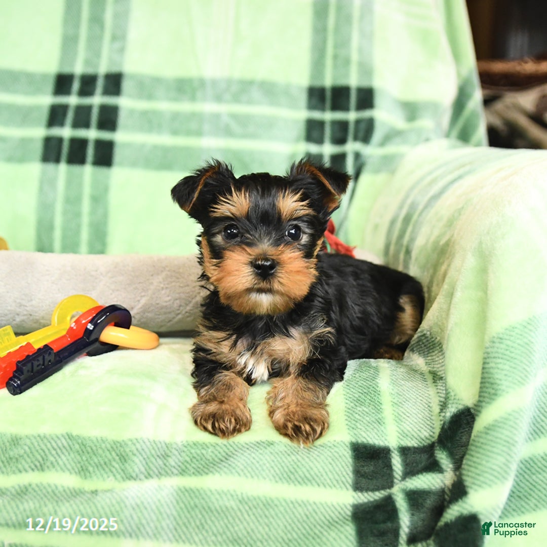 Yorkshire Terrier dogs for sale: Domino - Ad 4
