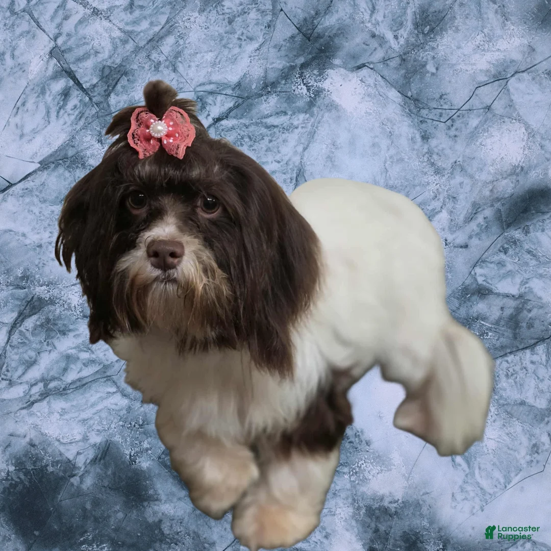 Havapoo dogs for sale: Keebler - Ad 2