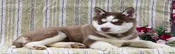 Siberian Husky dogs for sale: Daisy - Ad 9