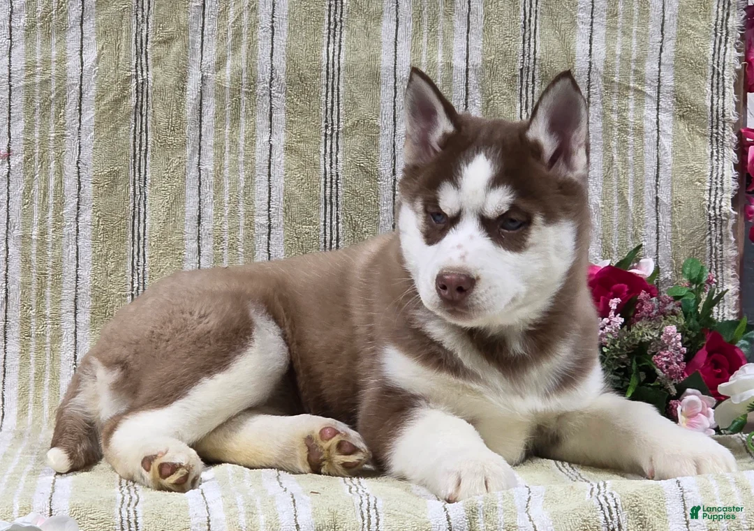 Siberian Husky dogs for sale: Daisy - Ad 9