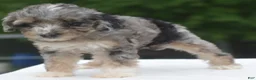 Toy Poodle dogs for sale: Dixie  - Ad 18