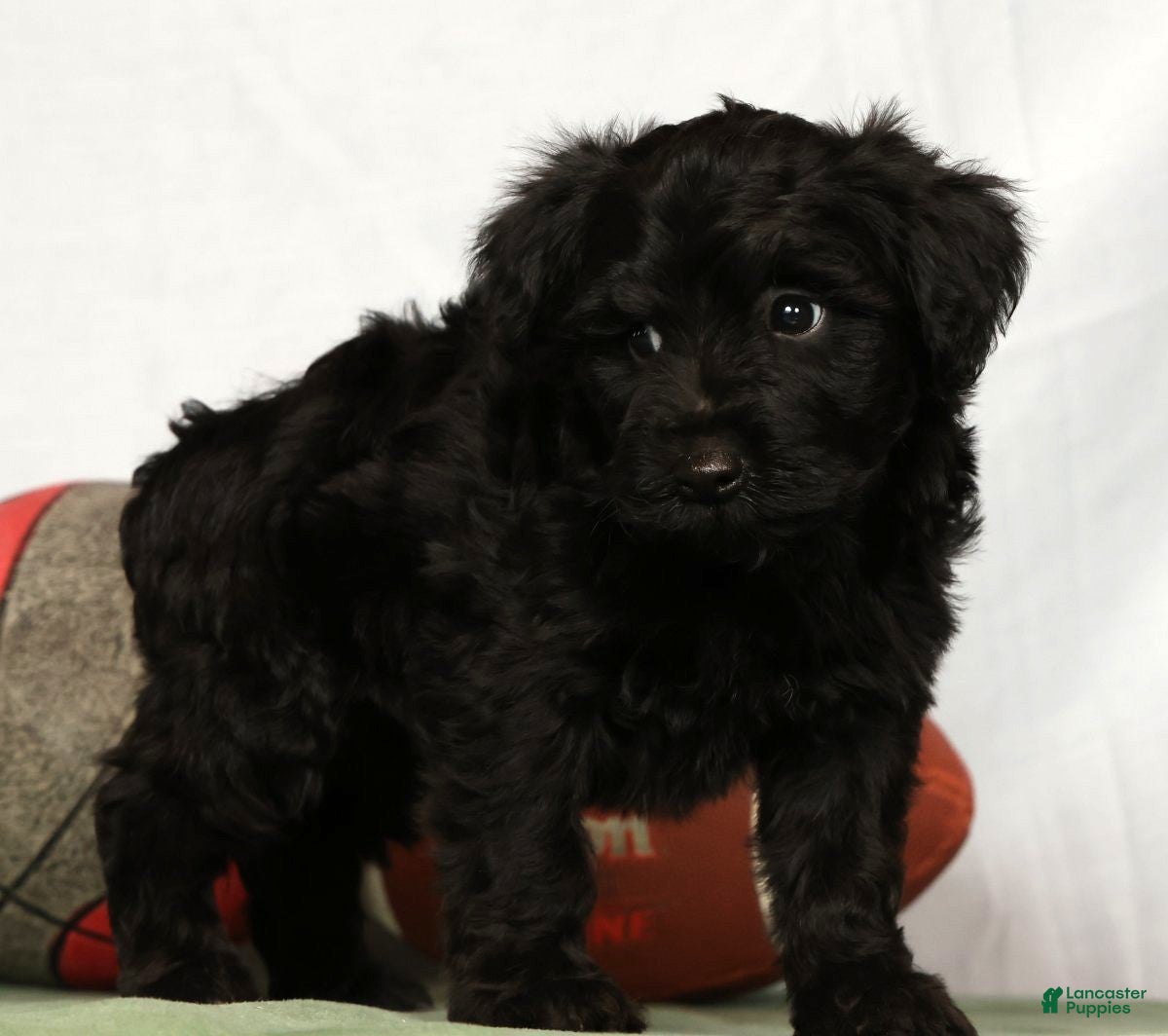 Yorkiepoo dogs Ender - Ad 2