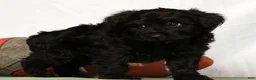 Yorkiepoo dogs for sale: Ender - Ad 2