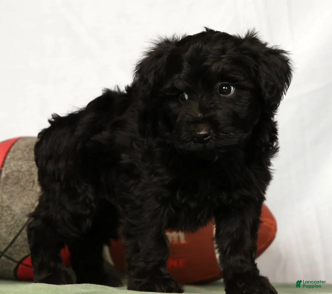 Yorkiepoo dogs for sale: Ender - Ad 2