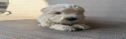Maltipoo dogs for sale: Goldie - Ad 4