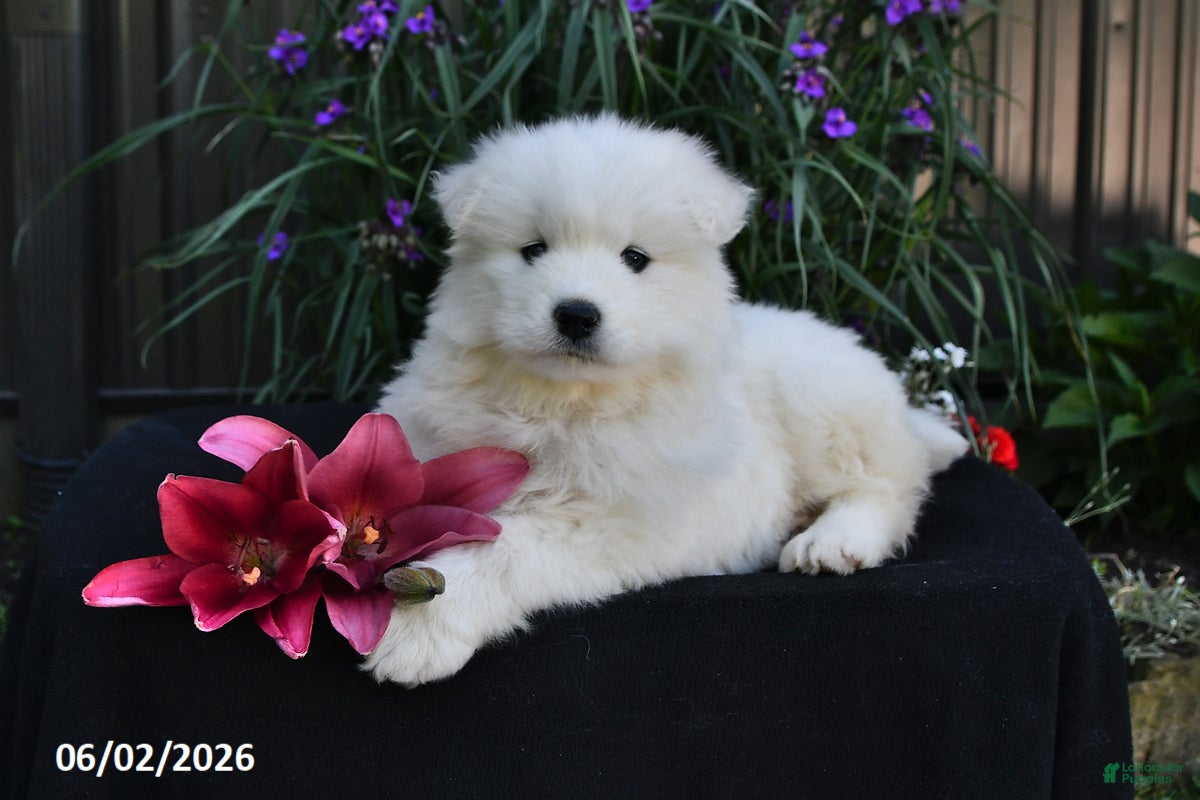Samoyed dogs for sale: Marshmallow - Ad 4