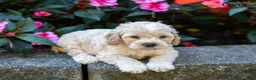 Cockapoo dogs for sale: Gina - Ad 3