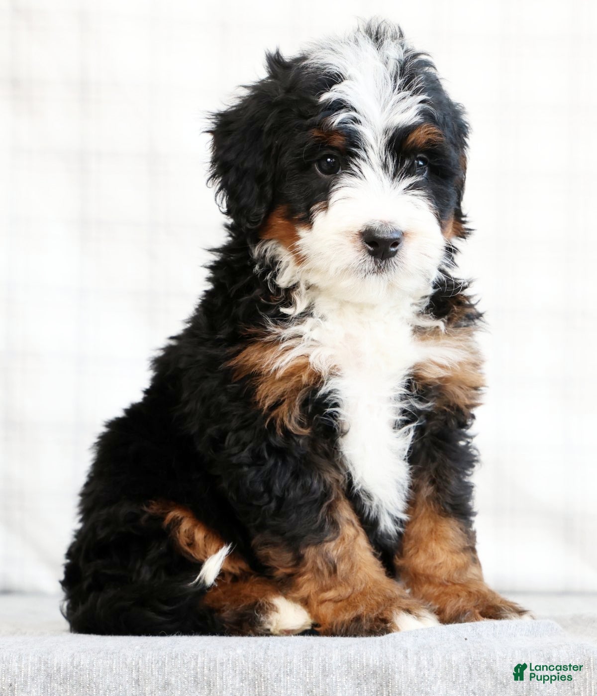 Mini Bernedoodle dogs Jib - Ad 2