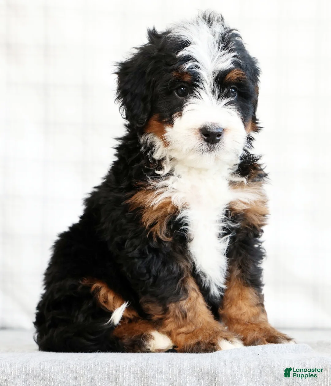 Mini Bernedoodle dogs for sale: Jib - Ad 2
