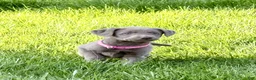 Labrador Retriever dogs for sale: Nova - Ad 4