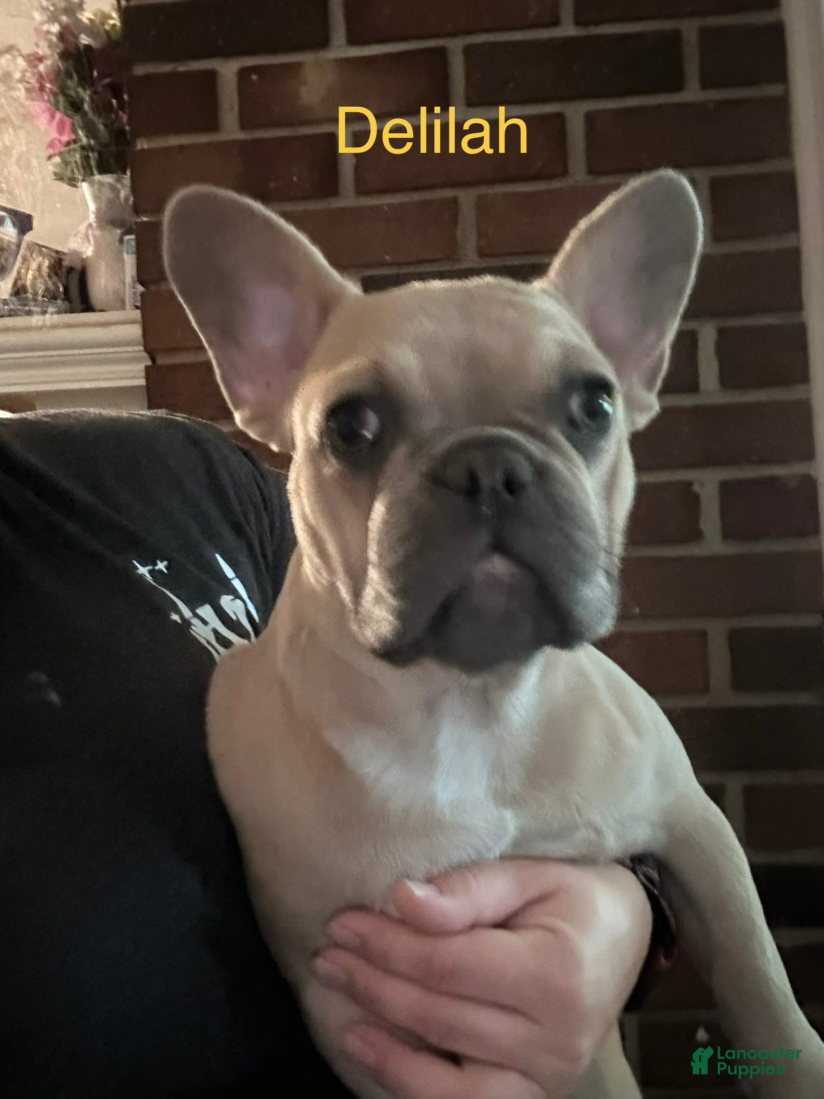 French Bulldog dogs for sale: Delilah_Female - Ad 1