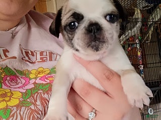 Pug dogs Pug Puppy 4 - Ad 41