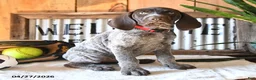 German Shorthaired Pointer dogs for sale: Bobby - Ad 4