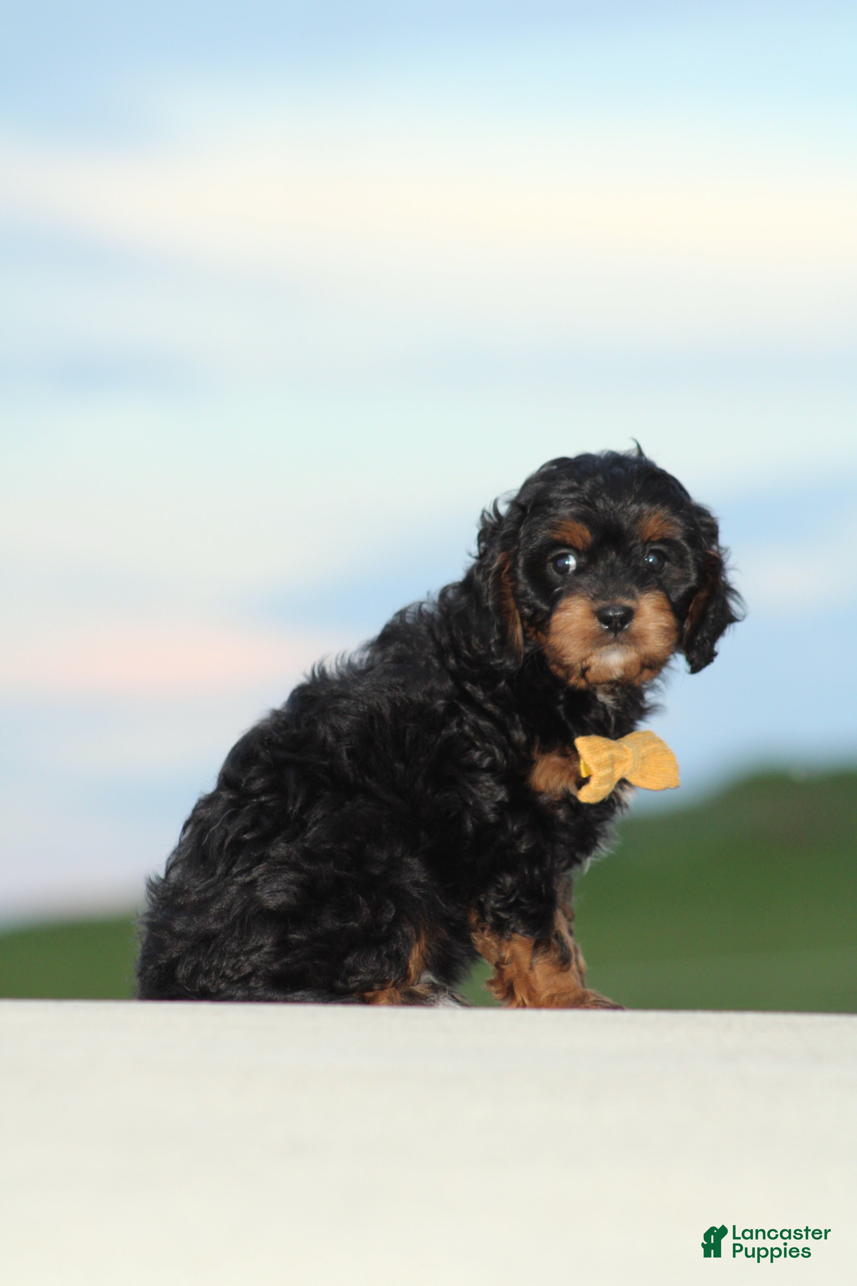 Cavapoo dogs Koda - Ad 2