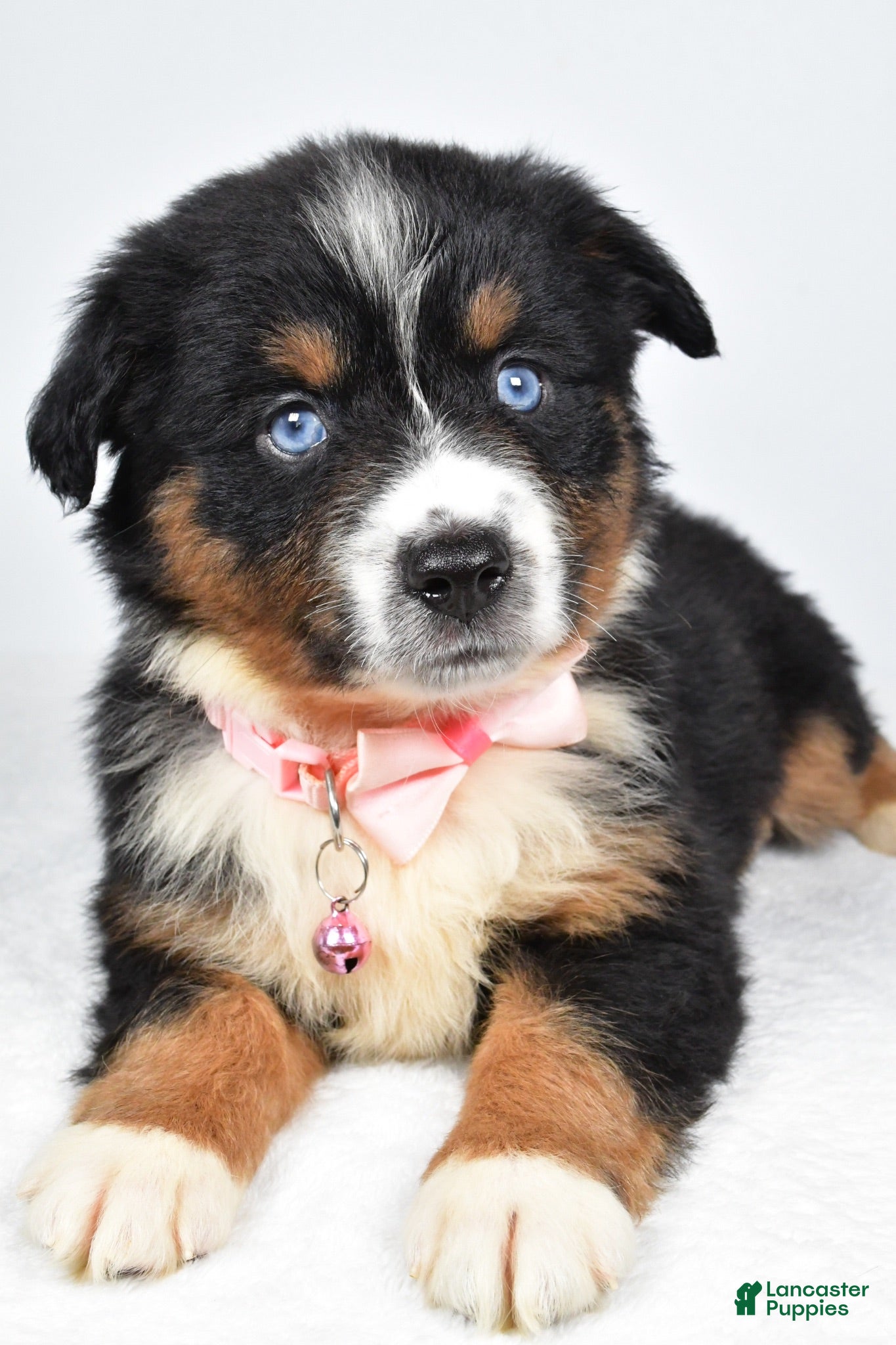 Miniature Australian Shepherd dogs Olympia - Ad 2