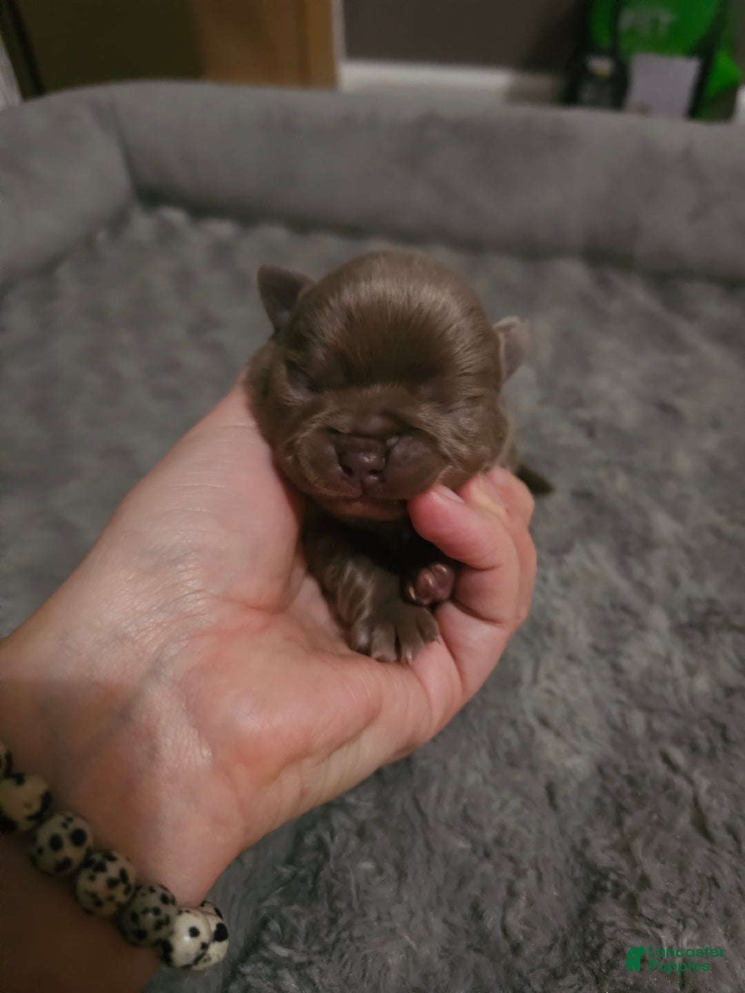 Mixed Breed dogs for sale: Mixed Breed Puppy 5 - Ad 1