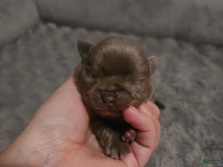 Mixed Breed dogs Mixed Breed Puppy 5 - Ad 9