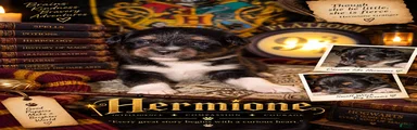 Toy Australian Shepherd HERMIONE