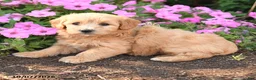 Mini Goldendoodle dogs for sale: Roxie - Ad 3