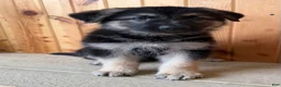German Shepherd dogs for sale: Prissy  - Ad 7