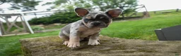 French Bulldog dogs for sale: Ace  (Blue Merle Tan) 🐶✨ - Ad 7
