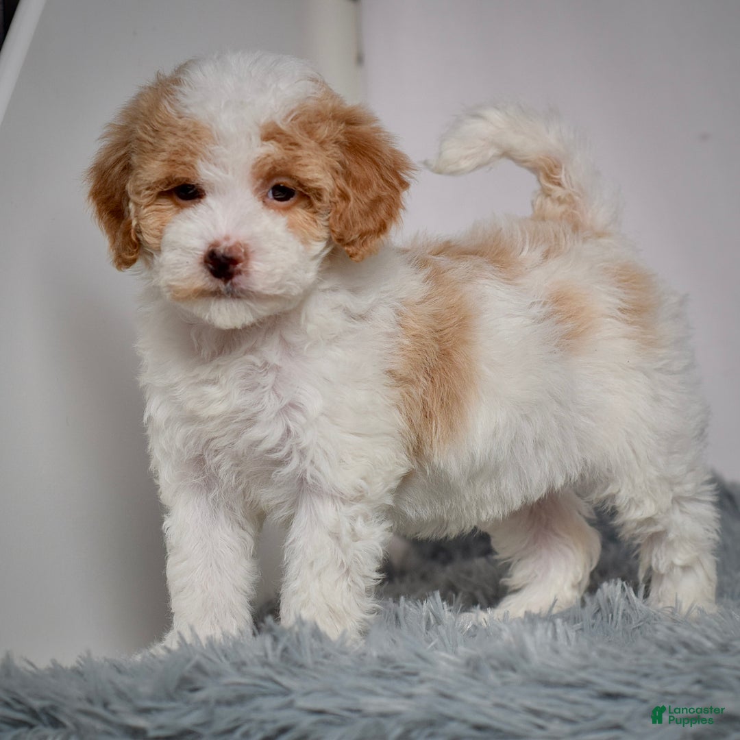 Mini Goldendoodle dogs for sale: Ms. Regan - Ad 4