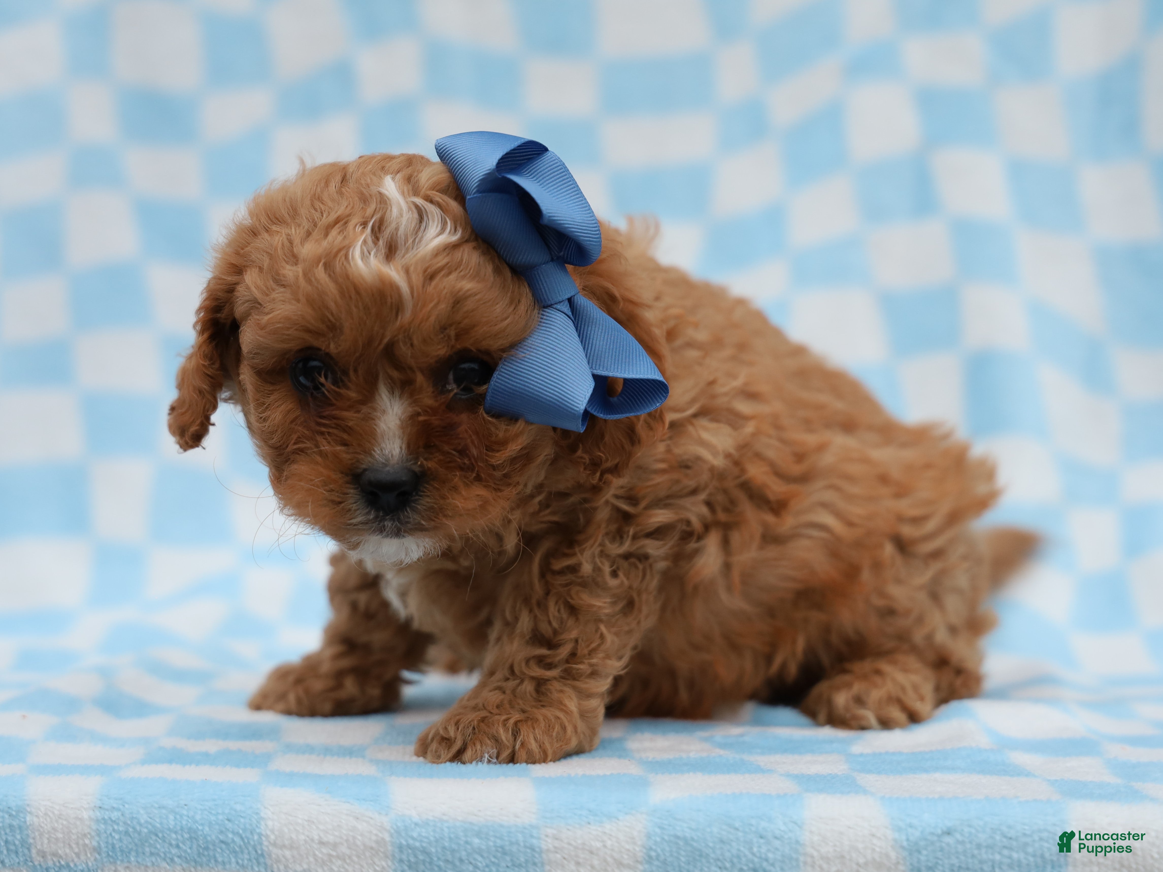 Cavapoo dogs Perry Cavapoo Puppy - Ad 7