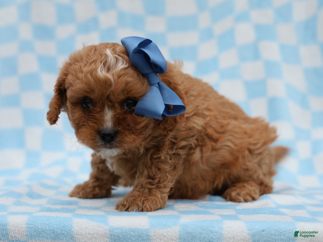 Cavapoo dogs for sale: Perry Cavapoo Puppy - Ad 1