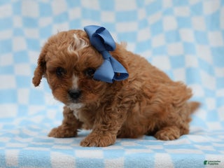 Cavapoo dogs Perry Cavapoo Puppy - Ad 7