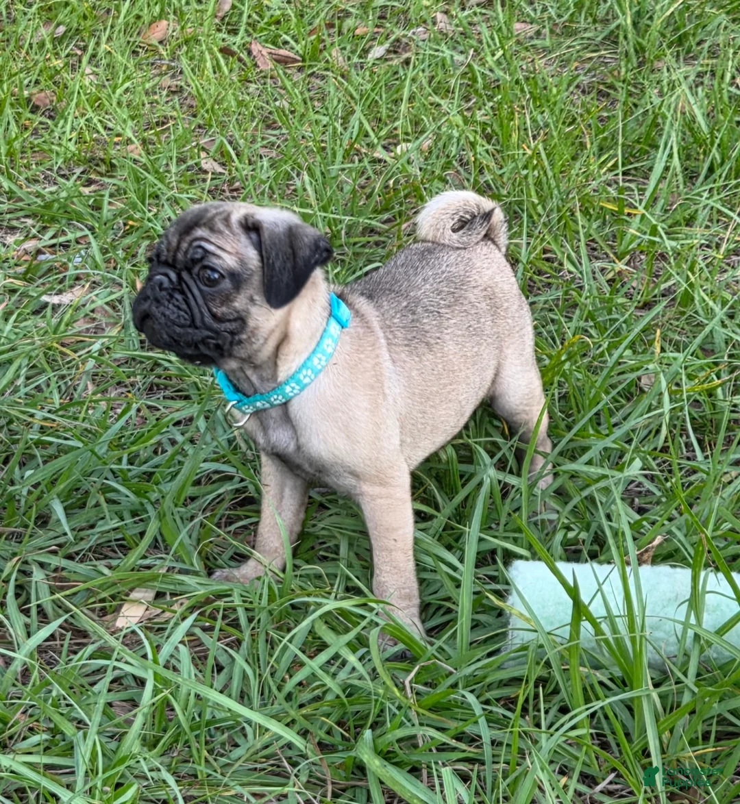 Pug dogs for sale: Luna - Ad 2