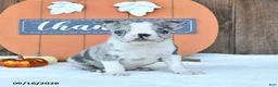 Boston Terrier dogs for sale: Auther - Ad 1