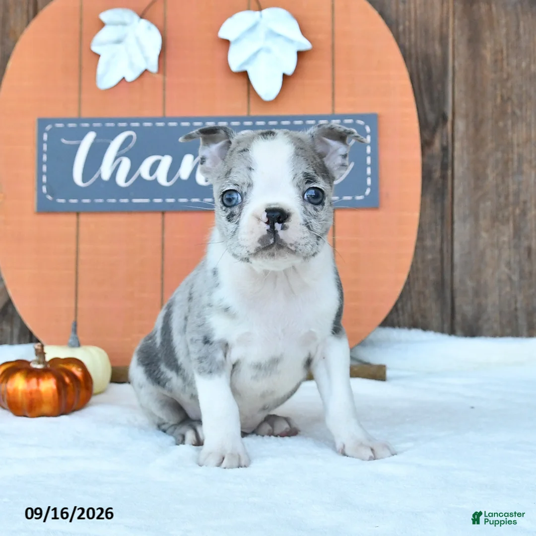 Boston Terrier dogs for sale: Auther - Ad 1