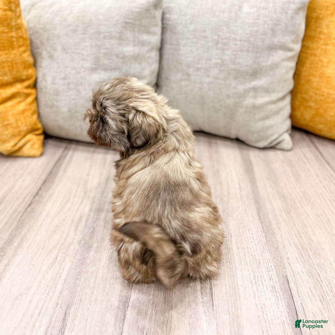 Shih Tzu dogs for sale: Chip - Ad 5