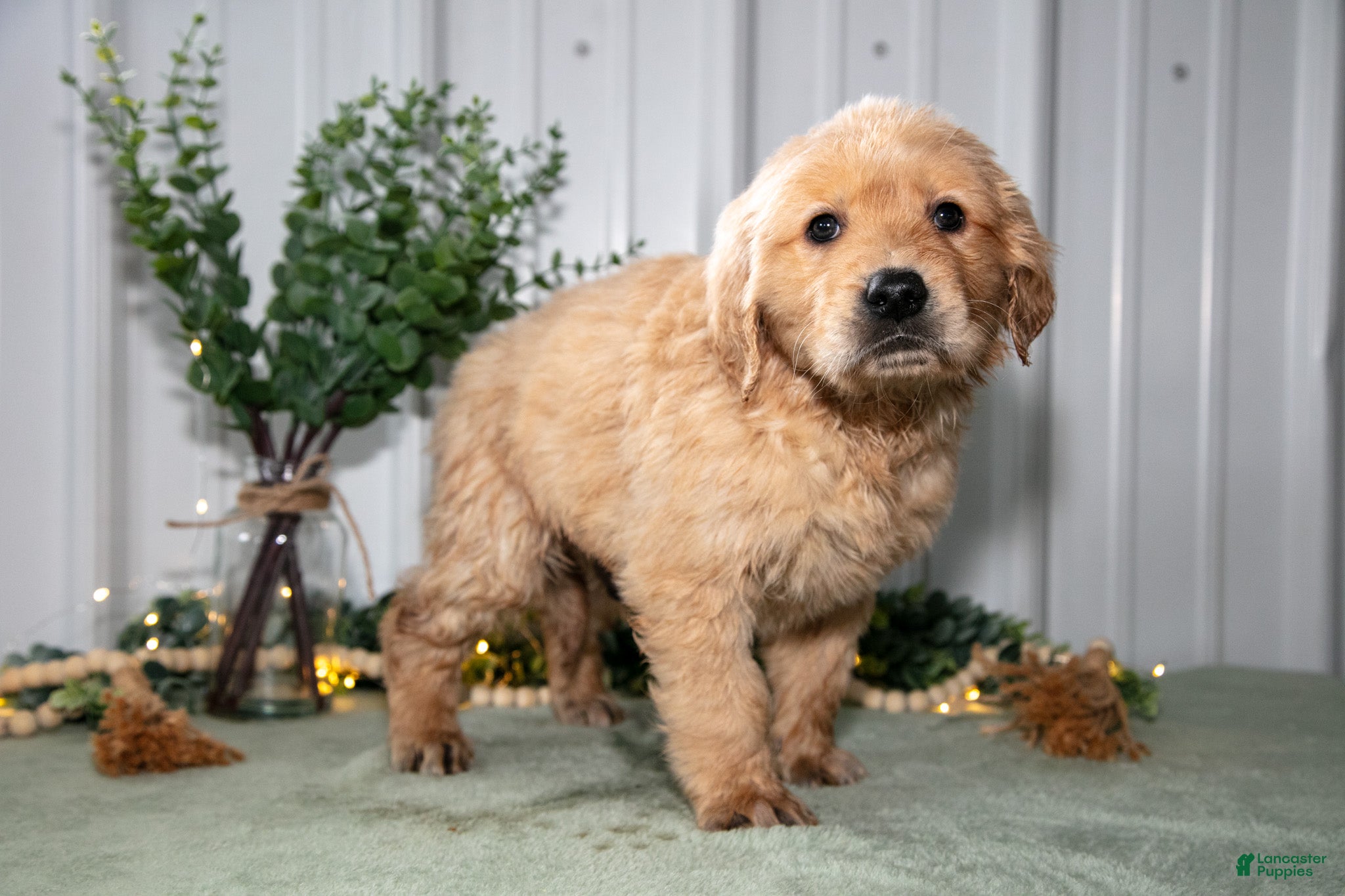 Golden Retriever dogs for sale: Hunter - Ad 1