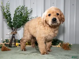 Golden Retriever dogs for sale: Hunter - Ad 1