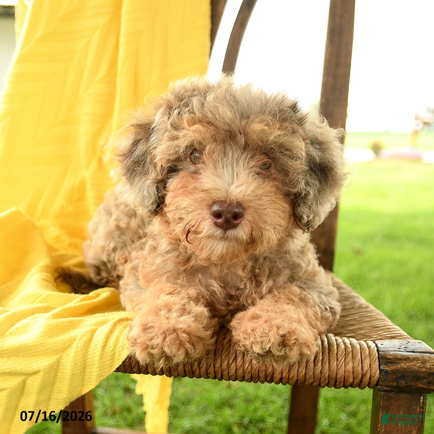 Mini Bernedoodle dogs Chana - Ad 1