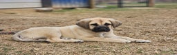 Anatolian Shepherd dogs for sale: AKC Blue M1 ASD puppy - Ad 7