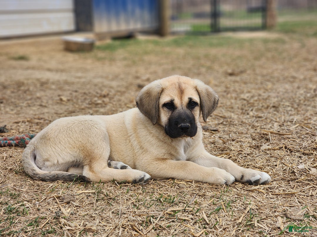 Anatolian Shepherd dogs for sale: AKC Blue M1 ASD puppy - Ad 7