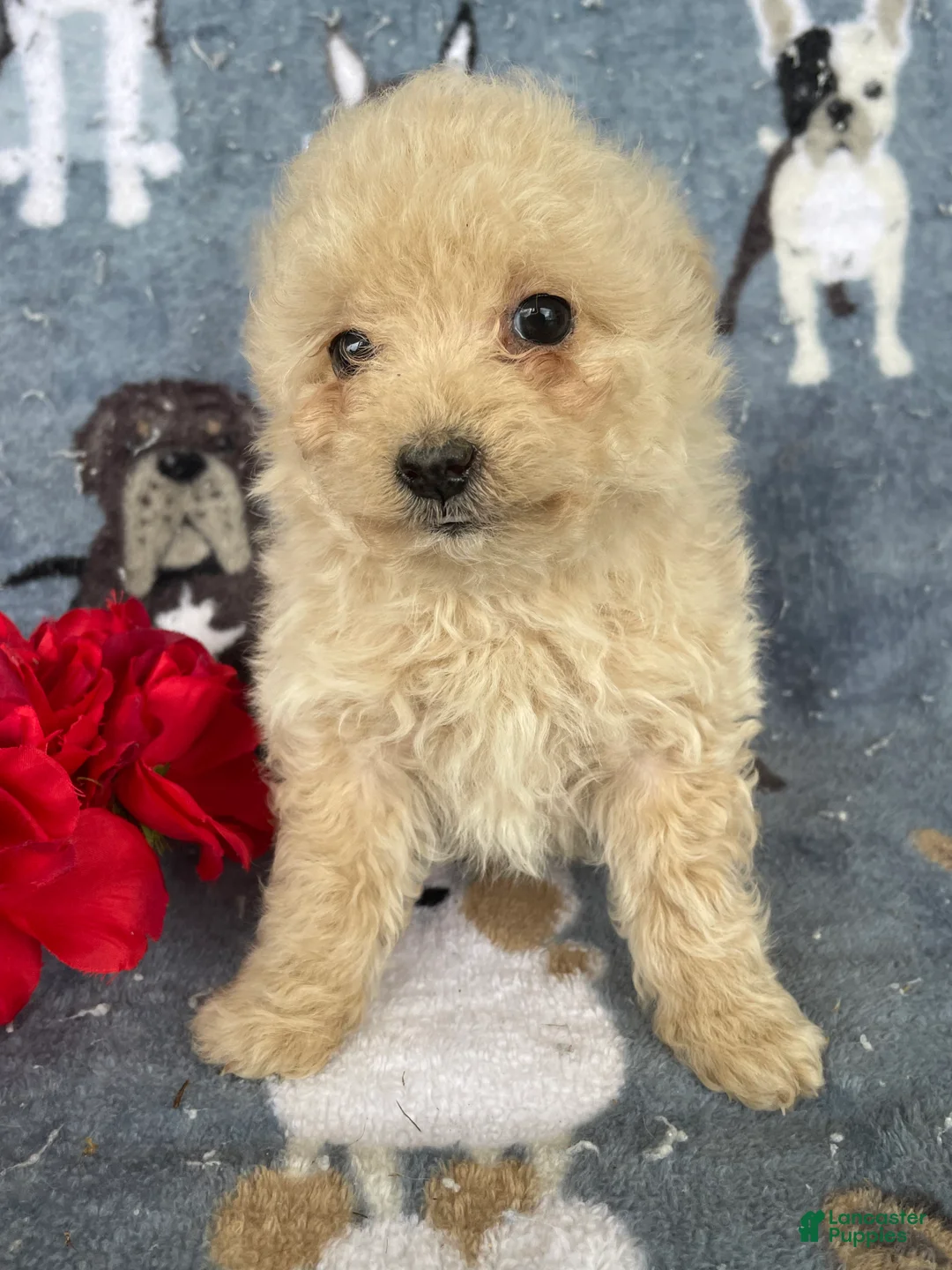 Toy Poodle dogs for sale: Juliet - Ad 2
