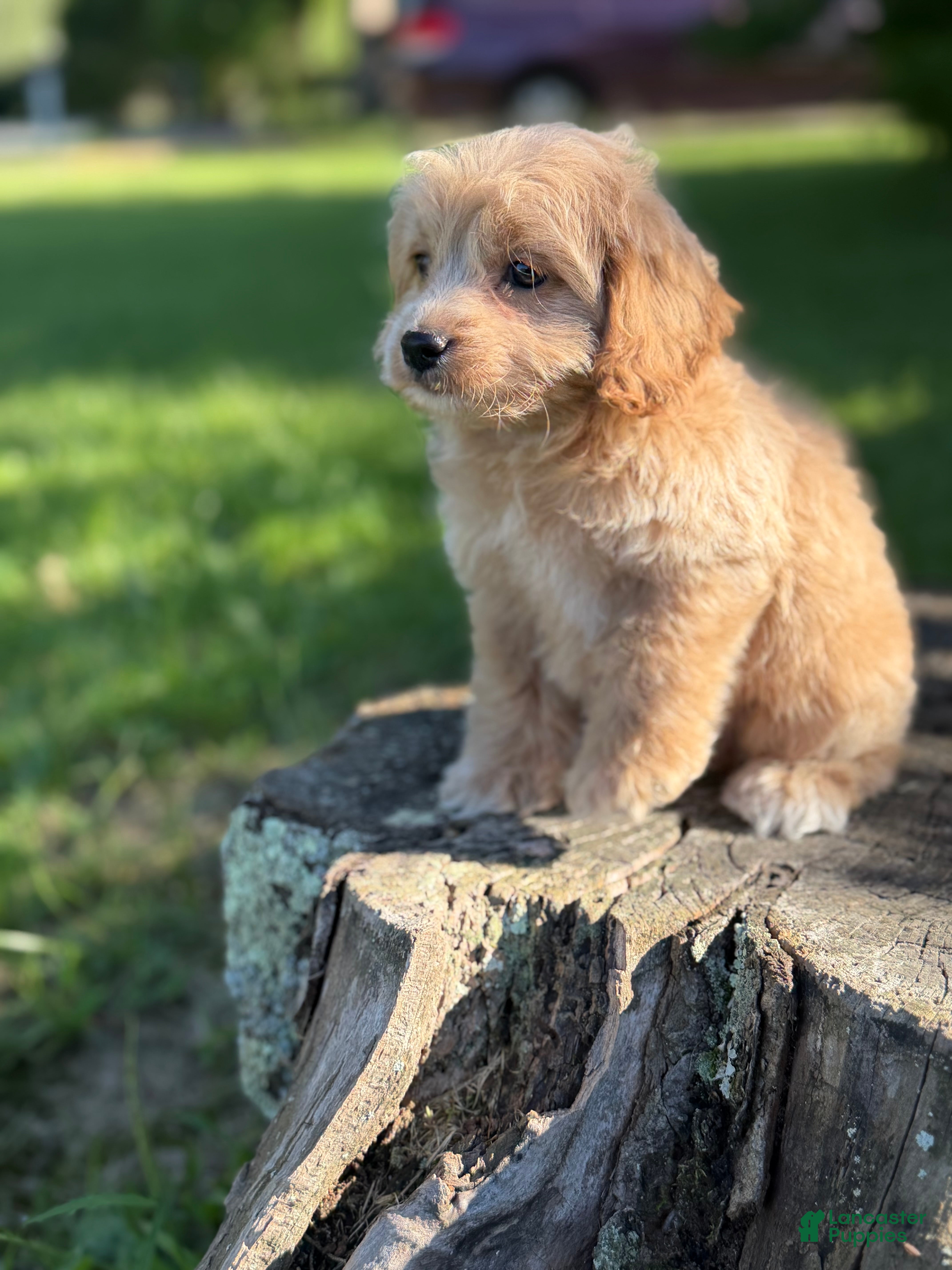 Cockapoo dogs Nova  - Ad 2