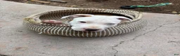 American Bully dogs for sale: Houston - Ad 3