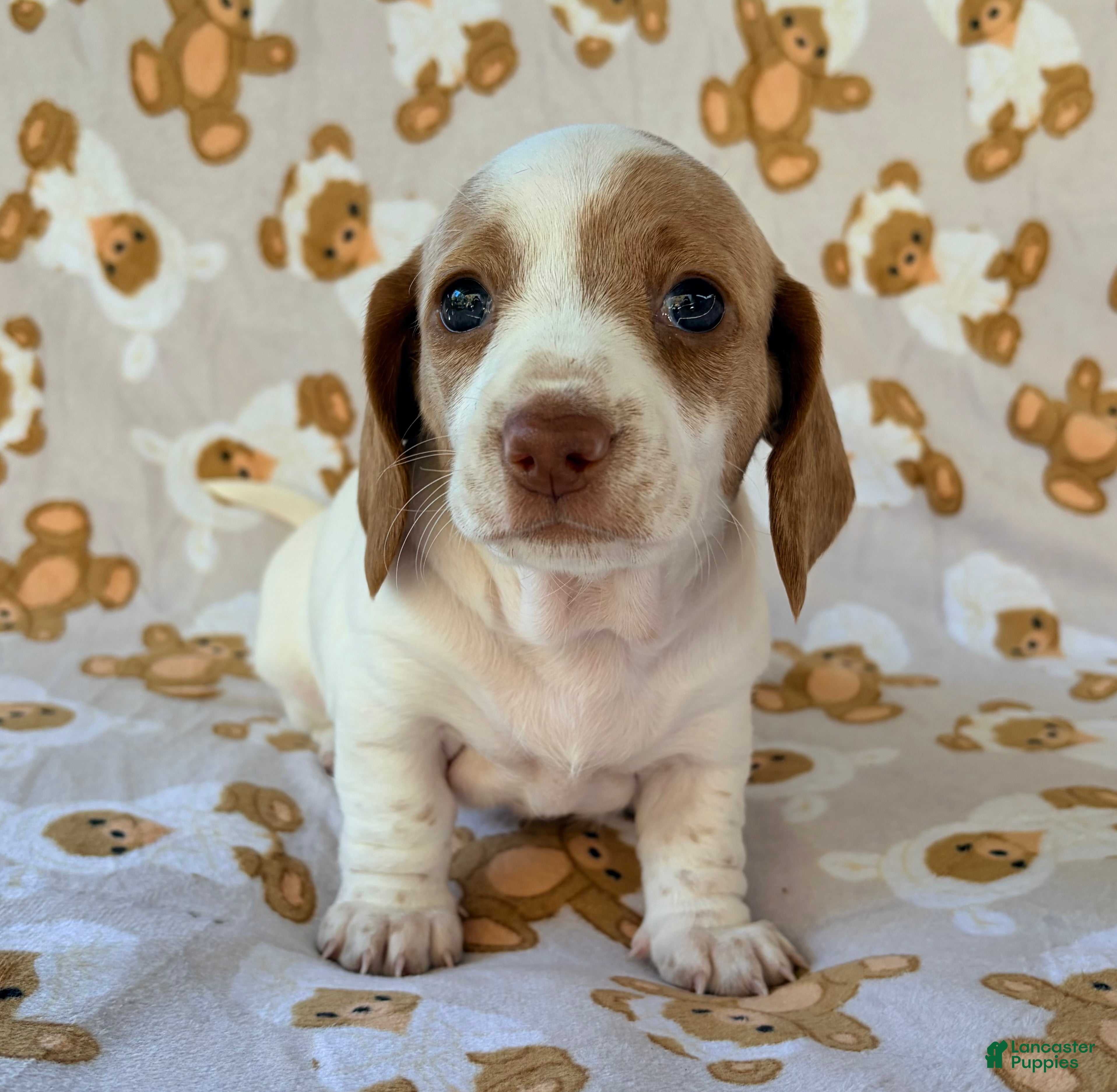 Miniature Dachshund dogs BLOSSOM - Ad 2