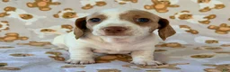Miniature Dachshund dogs for sale: BLOSSOM - Ad 2